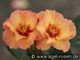 Persian Sun kaufen, click for more details Persian Sun