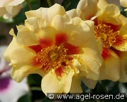 Queen of Sheba syn. Eye of the Tiger kaufen, click for more details Queen of Sheba syn. Eye of the Tiger