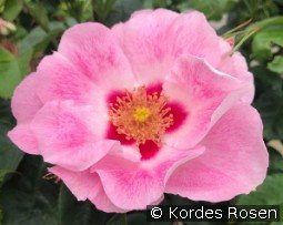 See You in Rosé kaufen, click for more details See You in Rosé