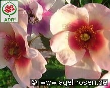 Smiling Eyes kaufen, click for more details Smiling Eyes