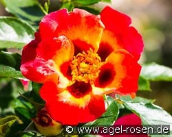 Sunshine Babylon Eyes kaufen, click for more details Sunshine Babylon Eyes