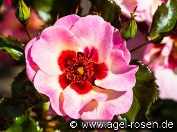 Sweet Babylon Eyes kaufen, click for more details Sweet Babylon Eyes