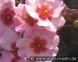 Alissar, Princess of Phoenicia kaufen, clicken für mehr Details Alissar, Princess of Phoenicia