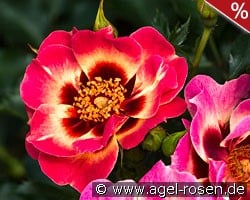 Blushing Babylon Eyes kaufen, clicken für mehr Details Blushing Babylon Eyes