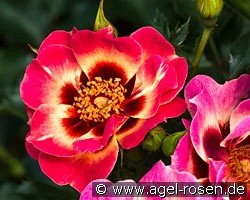 Blushing Babylon Eyes kaufen, clicken für mehr Details Blushing Babylon Eyes