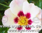 Rose ‘Coral Babylon Eyes‘ (wurzelnackte Rose)