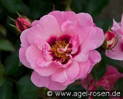 Esther Queen of Persia kaufen, clicken für mehr Details Esther Queen of Persia