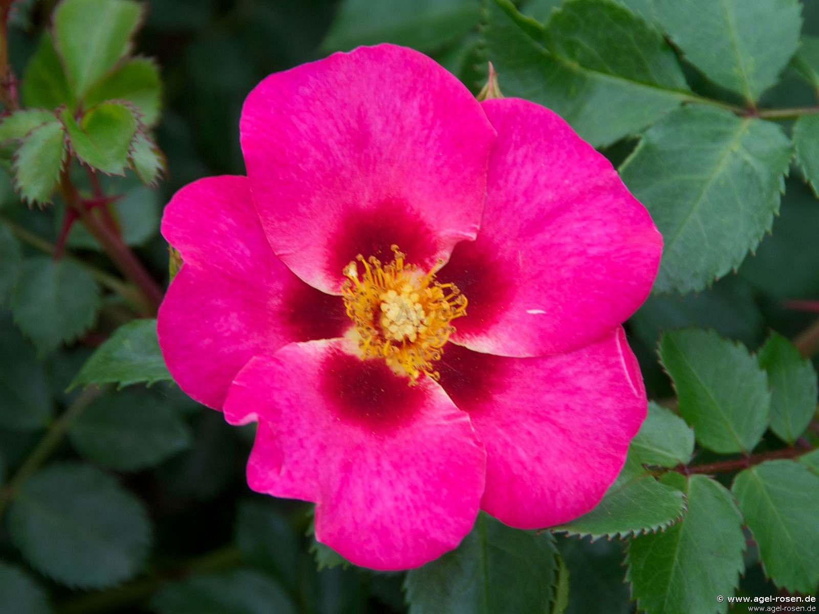 Rose ‘Eye to Eye‘ (wurzelnackte Rose)