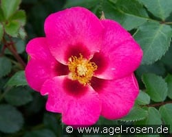 Eye to Eye kaufen, clicken für mehr Details Eye to Eye