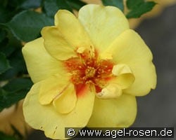 Eyeconic kaufen, clicken für mehr Details Eyeconic