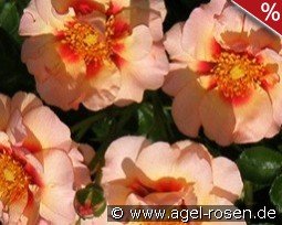 Eyeconic Pink Lemonade kaufen, clicken für mehr Details Eyeconic Pink Lemonade