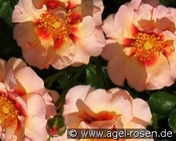 Eyeconic Pink Lemonade kaufen, clicken für mehr Details Eyeconic Pink Lemonade