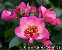 Eyes on Me kaufen, clicken für mehr Details Eyes on Me