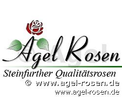 Rose ‘Nabucco syn. CHEwsumstar‘ (wurzelnackte Rose)