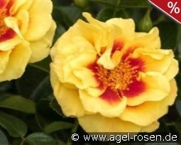 Orienta Aylin kaufen, clicken für mehr Details Orienta Aylin