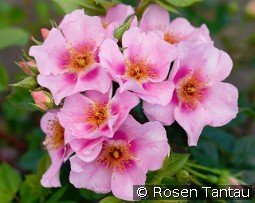 Orienta Laila kaufen, clicken für mehr Details Orienta Laila