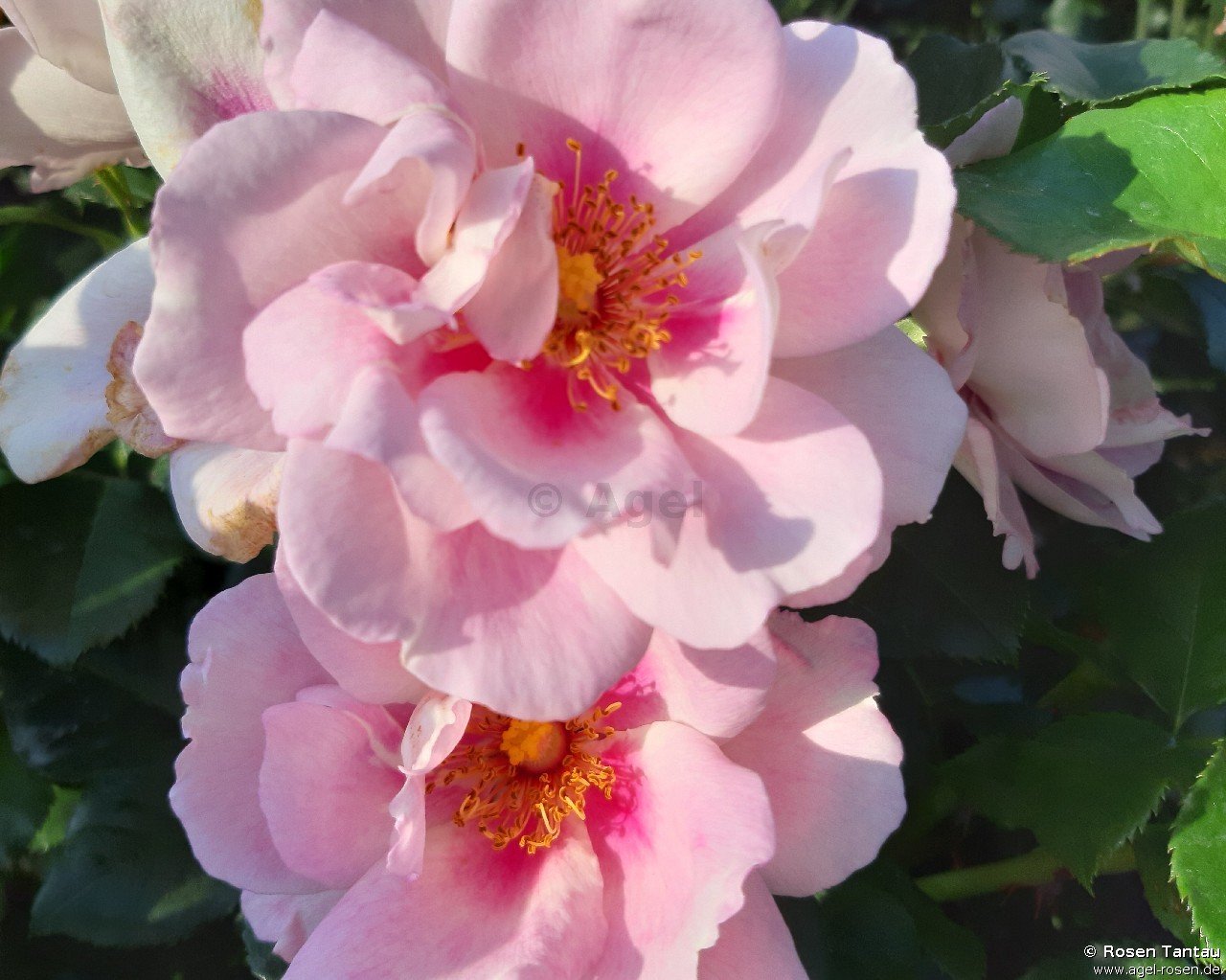 Rose ‘Orienta Magnolia‘ (2-Liter Biotopf)
