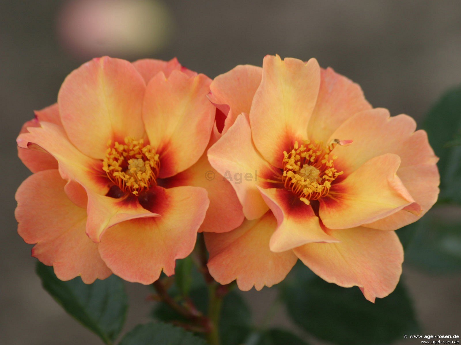 Rose ‘Persian Sun‘ (2-Liter Biotopf)