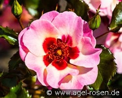 Sweet Babylon Eyes kaufen, clicken für mehr Details Sweet Babylon Eyes