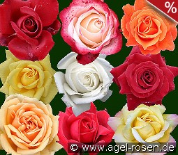 10 Edelrosen gemischt