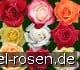 Buy 10 Edelrosen gemischt