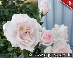 A Whiter Shade of Pale kaufen, click for more details A Whiter Shade of Pale