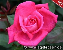 Acapella kaufen, click for more details Acapella