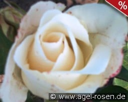 Alliance kaufen, click for more details Alliance