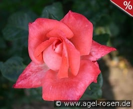 Alte Liebe