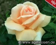 Ambassador 2014 kaufen, click for more details Ambassador 2014