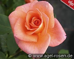 Ambassador kaufen, click for more details Ambassador