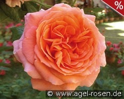 Amour de Molene kaufen, click for more details Amour de Molene