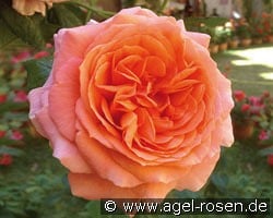 Amour de Molene kaufen, click for more details Amour de Molene