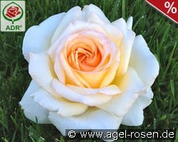 Anastasia kaufen, click for more details Anastasia