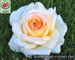Anastasia kaufen, click for more details Anastasia