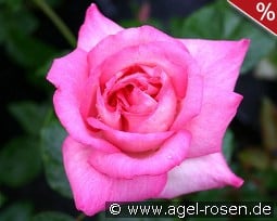 Andrea Guethe kaufen, click for more details Andrea Guethe