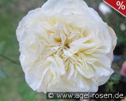 Andreas Khol Rose kaufen, click for more details Andreas Khol Rose