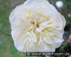 Andreas Khol Rose kaufen, click for more details Andreas Khol Rose