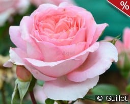 Anne Sophie Pic kaufen, click for more details Anne Sophie Pic