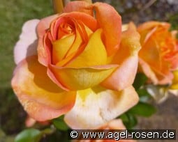 Arlequin kaufen, click for more details Arlequin