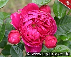 Ascot kaufen, click for more details Ascot