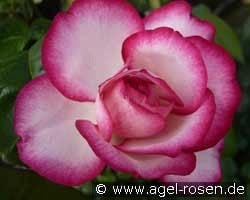 Atlas kaufen, click for more details Atlas