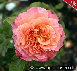 Augusta Luise