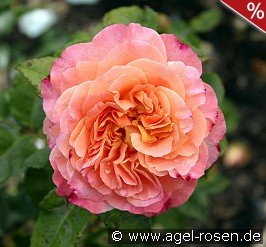 Augusta Luise