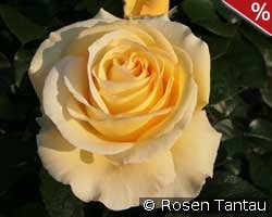 Avec Amour kaufen, click for more details Avec Amour