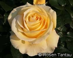 Avec Amour kaufen, click for more details Avec Amour
