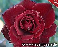 Barkarole kaufen, click for more details Barkarole