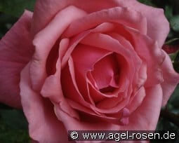 Bel Ange kaufen, click for more details Bel Ange