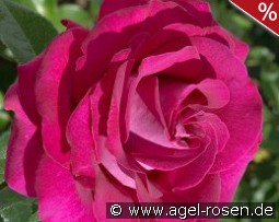 Belles Rives
