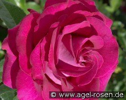 Belles Rives